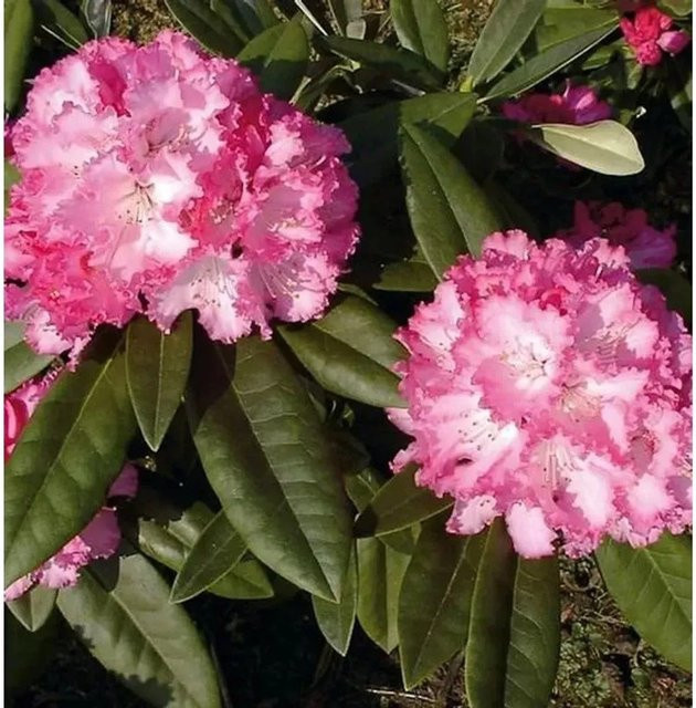 Rhododendron Arabella Alpenrose von Nr-01.de als Heckenpflanze für den Garten - Bild 1