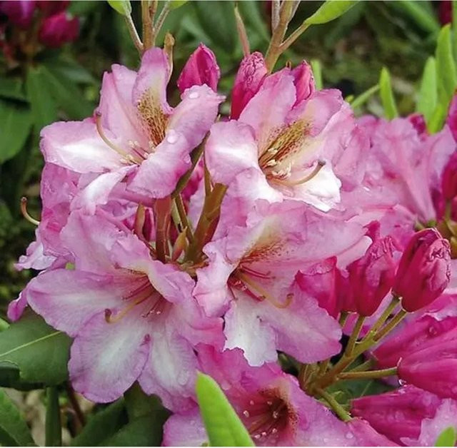 INKARHO Rhododendron Duke of York Alpenrose, pink, Höhe: 55 cm - Bild 1