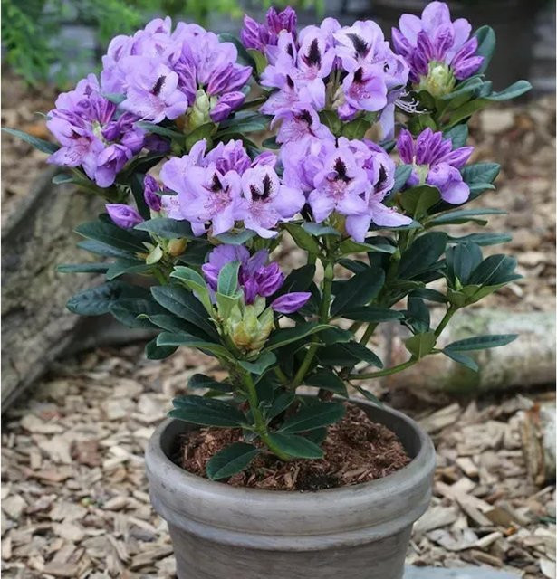 INKARHO Rhododendron Blue Jay Alpenrose, großblumiger Zierstrauch in Blau und Violett, Höhe: 40-50 cm - Bild 1