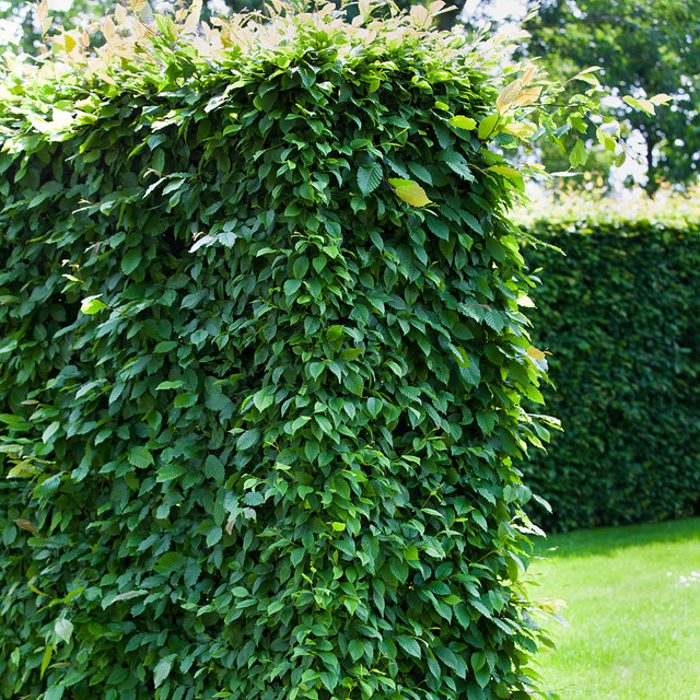 Hainbuche-Hecke als grüne Zierpflanze für deinen Garten von Mein schöner Garten Shop - Bild 1