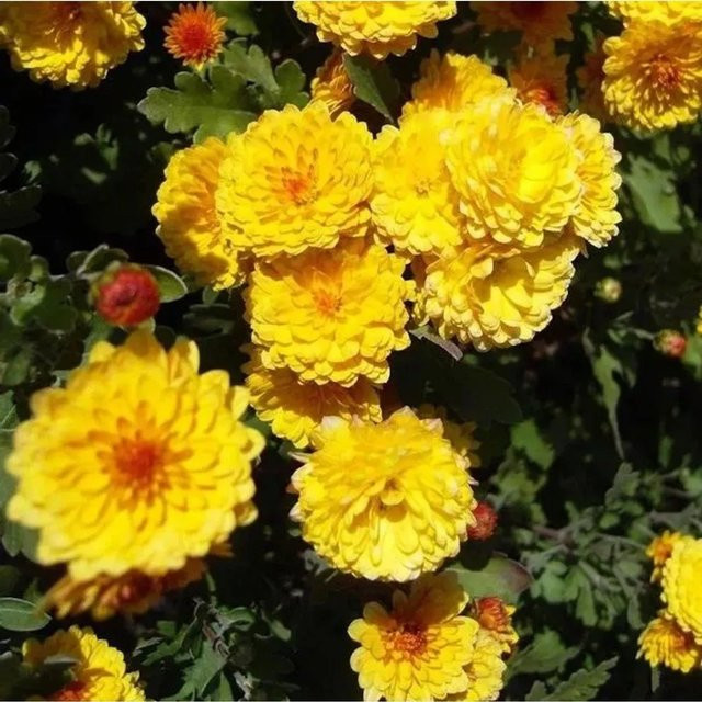 Winteraster Citronella Chrysanthemum hortorum von Nr-01.de - Bild 1