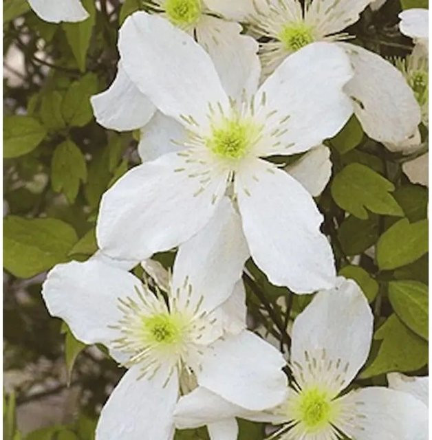 Clematis Early Sensation Duftende Waldrebe in Weiß, Höhe: 60-80 cm - Bild 1