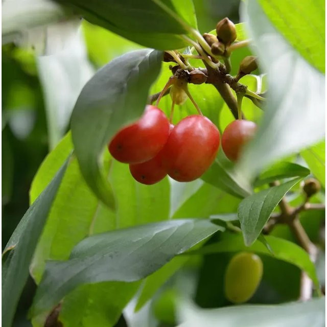 Asiatische Kornelkirsche Gold Puff Cornus officinalis gelber Strauch Höhe: 60-80 cm von Nr-01.de - Bild 1