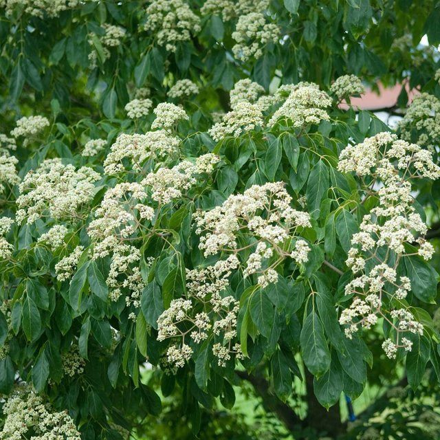Bienenbaum in Weiß - Bild 1