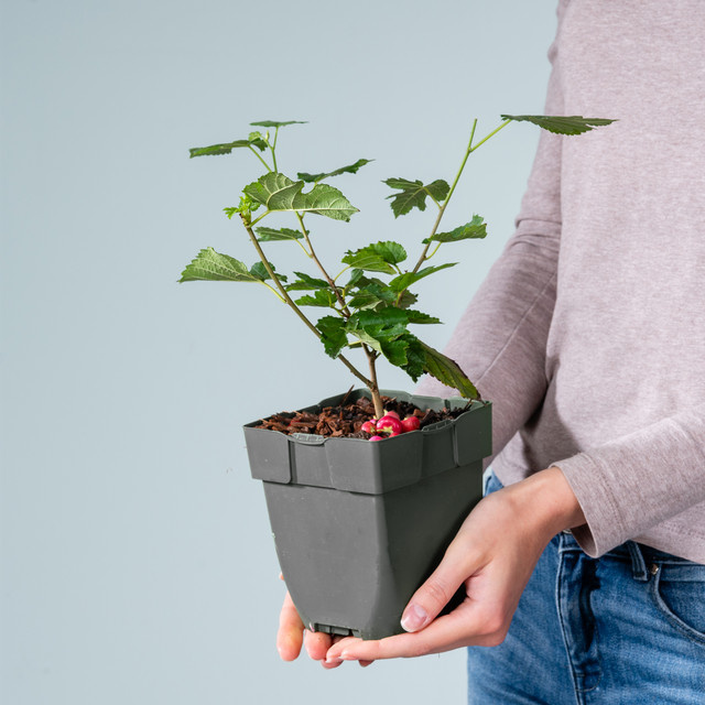 BIO Maulbeere Nigra Morus von BLUME2000 als Fruchtstrauch - Bild 1