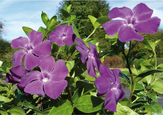 Vinca minor Immergrün Atropurpurea Rotviolett Bodendecker im Topf mit Ø 9 cm - Bild 1