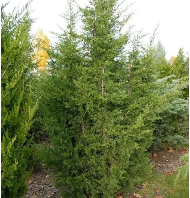 Blaureif Wacholder Juniperus virginiana grüner Strauch für den Garten, Höhe: 60-80 cm - Bild 1