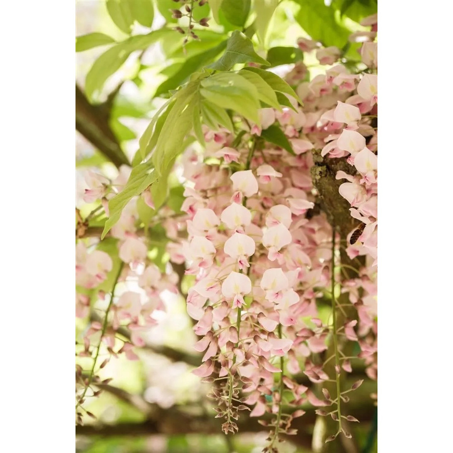 Japanische Wisteria Brachybotrys Shiro Beni Kletterpflanze in Weiß, Rosa und Gelb, Höhe: 40–60 cm - Bild 2