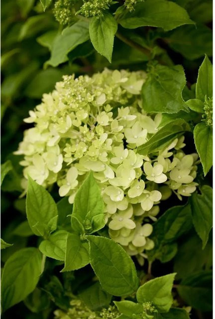 Hydrangea Paniculata Rispenhortensie Little Lime pflegeleichte Pflanze für Sommer und Herbst 40-60 cm - Bild 1