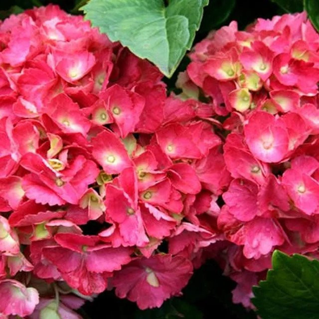 Arborix Hortensie Hamburg Hydrangea macrophylla mit kugelförmigen Blüten in Pink, Lila oder Blau, Container-Pflanze, Höhe: 25 bis 30 cm - Bild 1