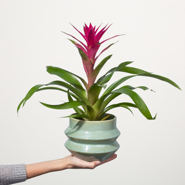 Guzmania Viola Zimmerpflanze von BLUME2000 in Pink und Purple für den Tisch - Bild 1