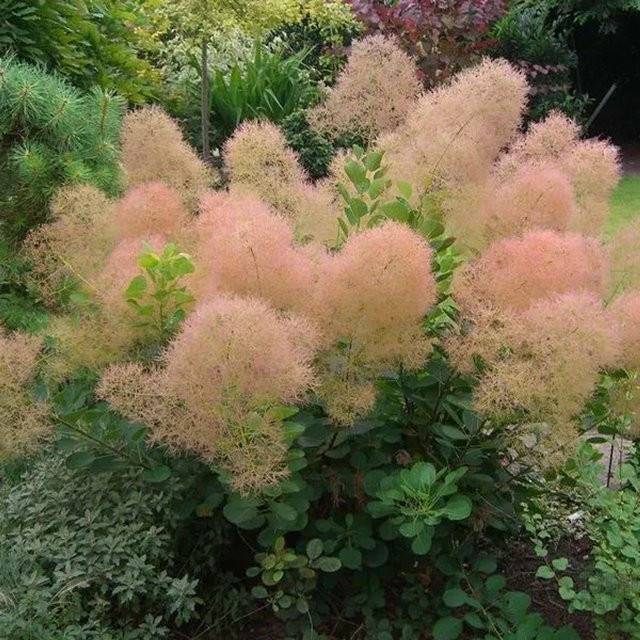 Arborix Perückenstrauch Young Lady Cotinus coggygria mit Herbstfärbung im Container - Bild 1