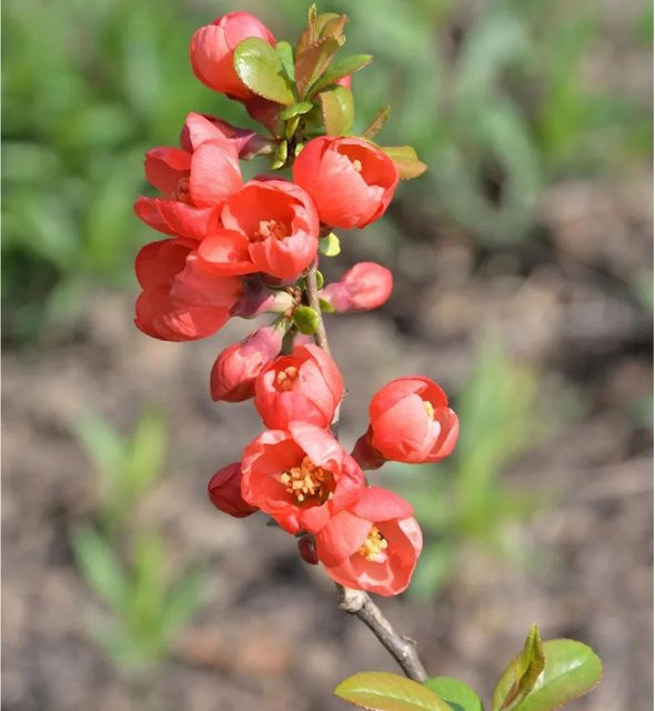 Zierquitte Red Joy Chaenomeles als rote Heckenpflanze für den Garten, Höhe: 40-60 cm - Bild 1