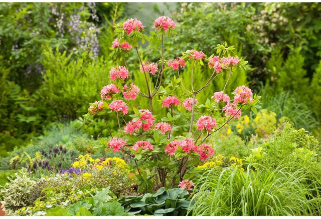 GROW by OBI Sommergrüne Azalee Homebush Pink, Rhododendron Zierstrauch, Höhe: 20 - 30 cm - Bild 1