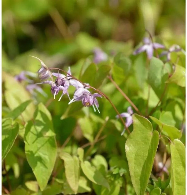 Epimedium grandiflorum Elfenblume Violaceum lila Stauden Bodendecker von Nr-01.de - Bild 1