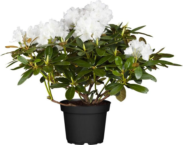OBI Yaku-Rhododendron Schneekrone Weiß als Zierstrauch im Topf - Bild 1