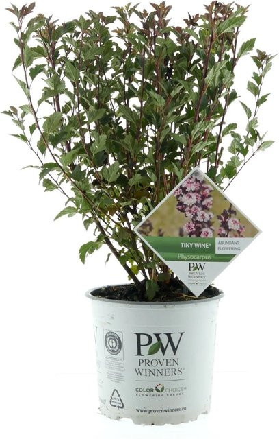 Physocarpus opulifolius Zierstrauch Proven Winners Tiny Wine Rosa im Topf 3,5 Liter - Bild 1