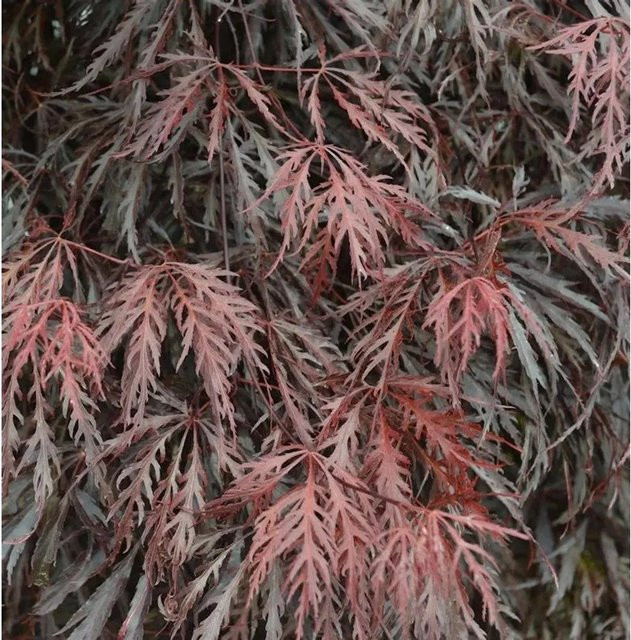 Japanischer Ahorn Tamueyama Acer palmatum von Nr-01.de in Rot und Grün, Höhe: 30-40 cm - Bild 1