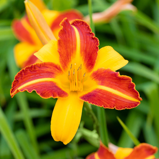 BIO Taglilie Hemerocallis Frans Hals von BLUME2000, 3 Stück - Bild 1