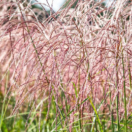 Chinaschilf Flamingo in Grün zur Dekoration - Bild 1