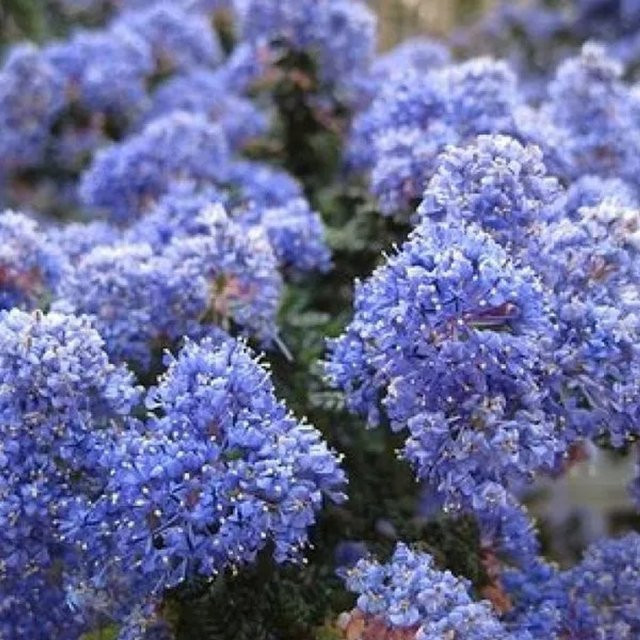 Arborix Säckelblume Ceanothus Burkwoodii, blauer Zierstrauch für den Außenbereich, Containerpflanze 30 bis 40 cm - Bild 1
