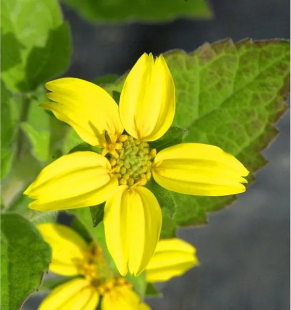 Chrysogonum virginianum Goldkörbchen gelbe Blüte als pfarrbarer Bodendecker für den Garten - Bild 1