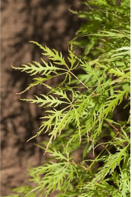 Acer Palmatum Dissectum Viridis Grüner Fächerahorn als Zierbaum für den Garten, Höhe: 30–40 cm - Bild 1