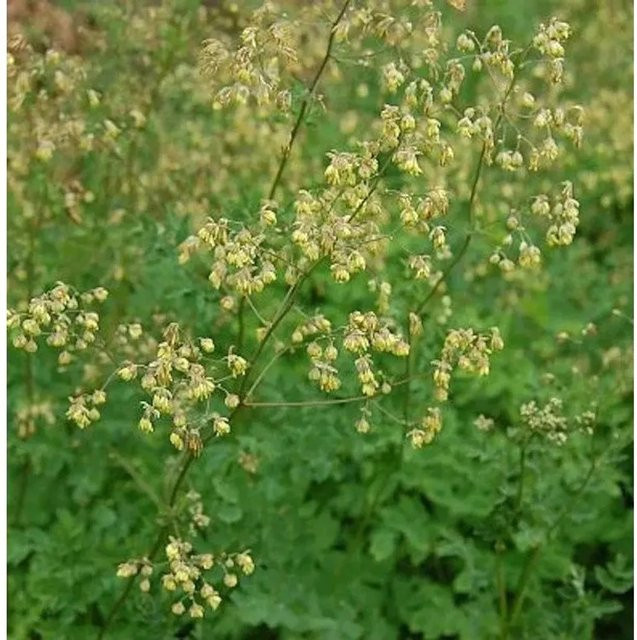 Kleine Wiesenraute Thalictrum minus als mehrjährige Gartenpflanze von Nr-01.de in Grün - Bild 1