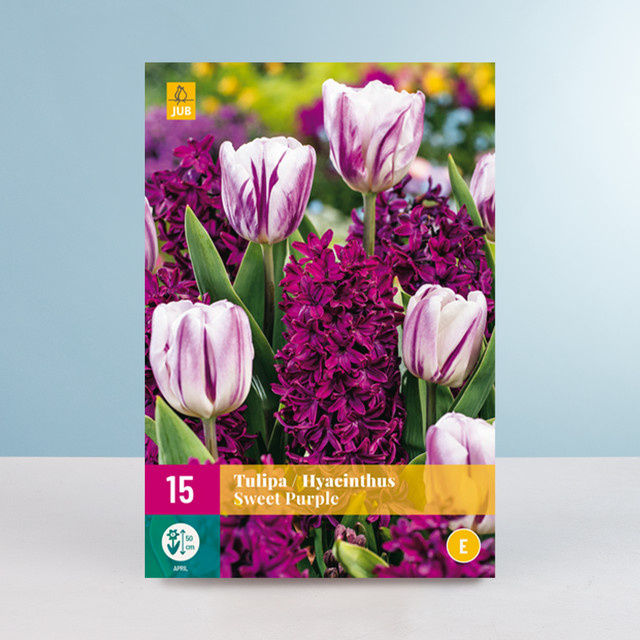 BLUME2000 Tulpen und Hyazinthen Sweet Purple Mix mit 15 Blumenzwiebeln für Beete - Bild 1