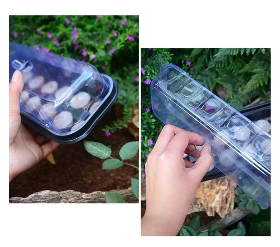 Transparente Samenschale aus Kunststoff mit 12 Zellen für die Anzucht von Pflanzen und Sämlingen im Garten, B: 25,9 cm, T: 10,92 cm, H: 12,0 cm - Bild 5