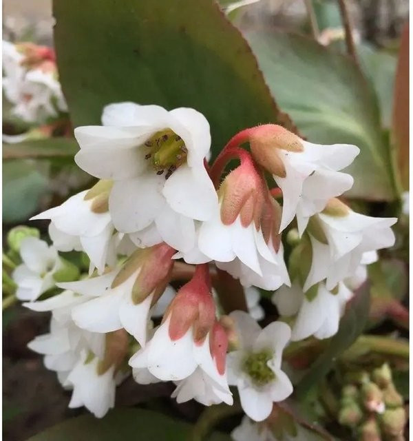 Bergenia cordifolia Bressingham White - Weiße Stauden-Zierpflanze und Bodendecker - Bild 1