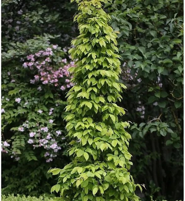 Hainbuche Lucas Carpinus betulus als mehrjährige Heckenpflanze für deinen Garten, Höhe: 80-100 cm - Bild 1