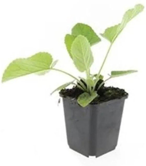 Exotenherz Russell Brandkraut Phlomis Russeliana Set mit 60 Bodendecker Pflanzen im 9cm Topf, gelb-grün - Bild 1