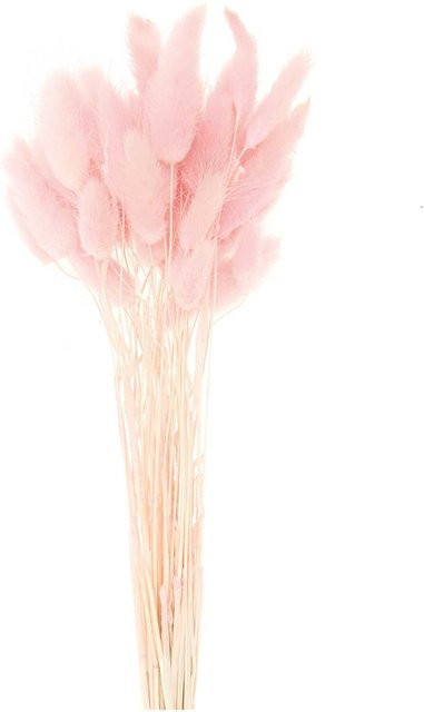 Rico Design Getrockneter Lagurus in Pink, 50 Stück, Höhe: 40 cm - Bild 1