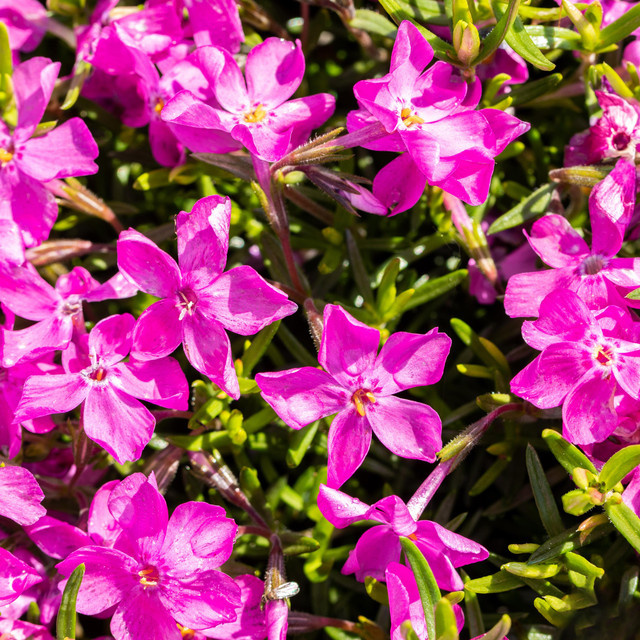 BIO Polsterphlox MacDaniel's Cushion Phlox subulata Bodendecker von BLUME2000, 3 Stück - Bild 1