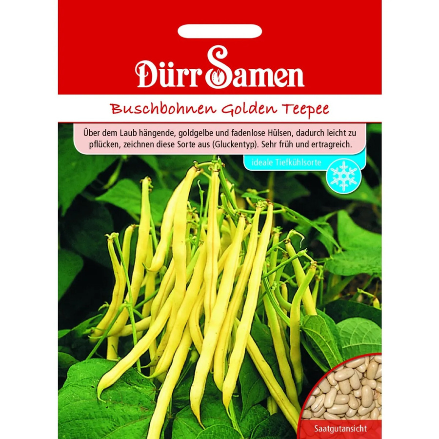 Dürr Buschbohnen Golden Teepee Saatgut - Bild 2