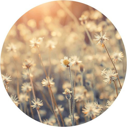 K&L Wall Art Runde Vliestapete GänseBlumen Wiese Daisy, mehrfarbig, matt - Bild 1