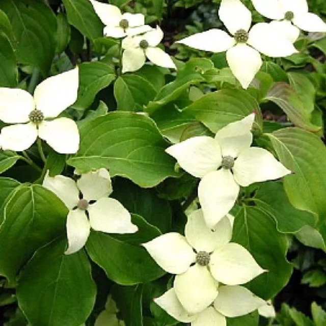 Arborix Japanischer Hartriegel Schmetterling Cornus kousa weiß, reichblühend, 50 bis 60 cm im Container - Bild 1