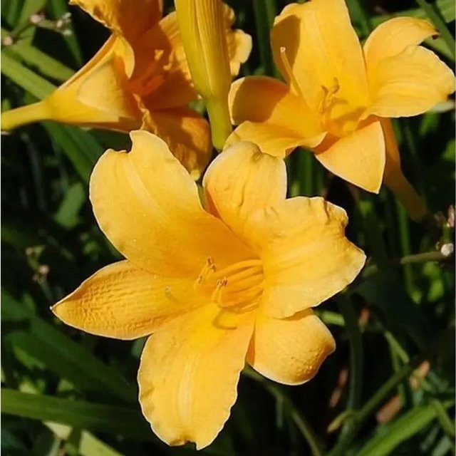 Taglilie Bitsy Hemerocallis cultorum als mehrjährige Beetpflanze für den Garten - Bild 1