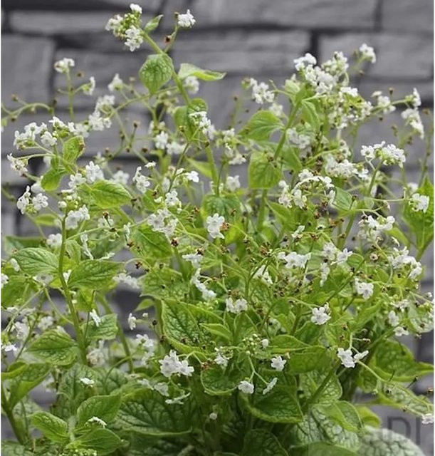 Brunnera macrophylla Kaukasus Vergissmeinnicht Betty Bowering als mehrjährige Bodendecker-Pflanze - Bild 1