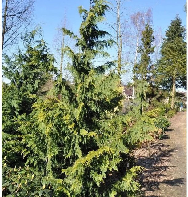 Gelbe Nootka Scheinzypresse Aurea Chamaecyparis nootkatensis von Nr-01.de, Höhe: 80-100 cm - Bild 1
