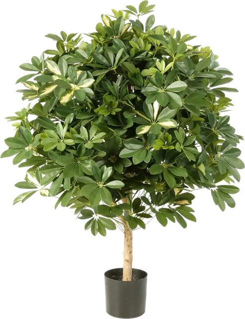 Künstliche Schefflera Phoebe von artplants in Grün, Höhe: 110 cm - Bild 1