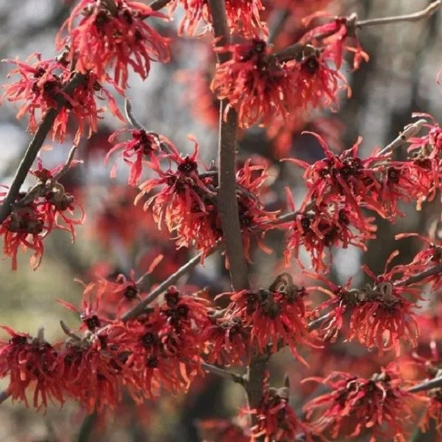 Arborix Zaubernuss Diane Hamamelis x intermedia mit roten Blüten im Container, Höhe: 60 cm - Bild 1