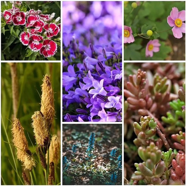 GROW BY OBI Schattenkönner Staude 6er Set pflegeleichte Bodendecker für den Garten - Bild 1