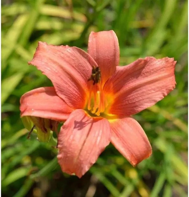 Hemerocallis Taglilie Damask in Pink als mehrjährige Staudenpflanze für Beet und Schnittblumen - Bild 1