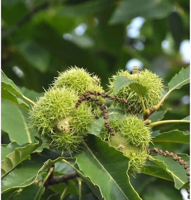 Castanea sativa Esskastanie Pyramidenform Laubbaum von Die Nr-01.de Höhe: 60-80 cm - Bild 1