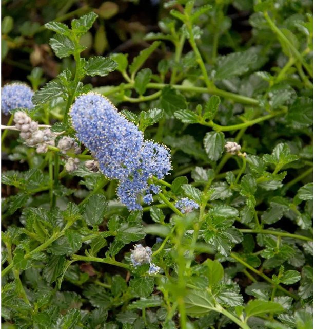 Ceanothus thyrsiflorus Kriechende Sächelblume als blauer Bodendecker für den Garten, Höhe: 40-60 cm - Bild 1