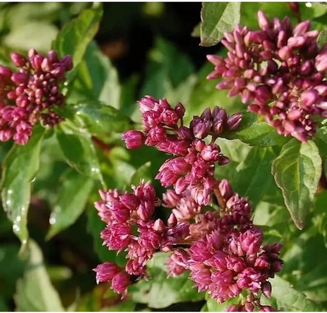 Eupatorium cannabinum Wasserdost als mehrjährige Gartenpflanze im Topf von Nr-01.de - Bild 1