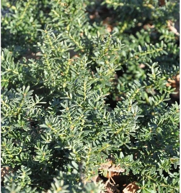 Podocarpus lawrencei Alpen Steineibe Blue Gem pflegeleichter Strauch in Blau und Grün, Höhe: 20-25 cm - Bild 1