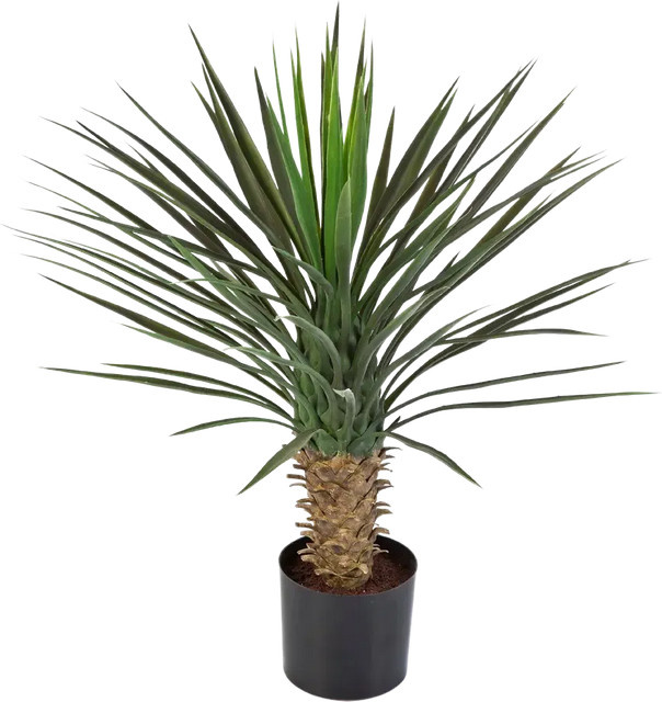 Künstliche Yucca Rostrata Palme von Aplanta, Höhe: 82 cm - Bild 1
